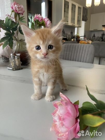 Котята Мейн-кун