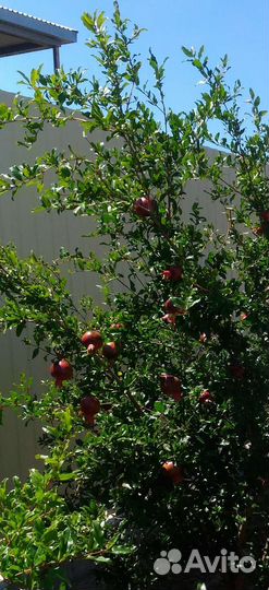 Кусты граната