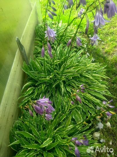 Хоста разные сорта