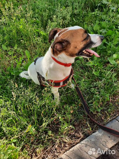 Вязка собак