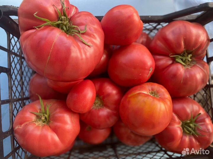 Помидора со своего огорода