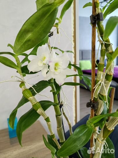 Орхидея дендробиум