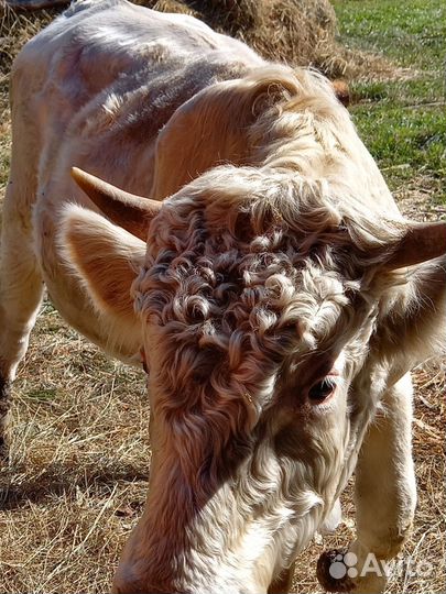 Бык на племя