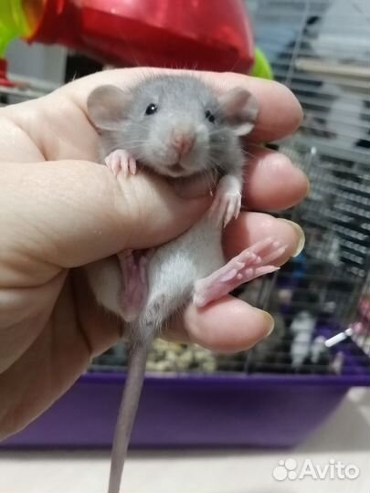 Крыса крысята дамбо рекс