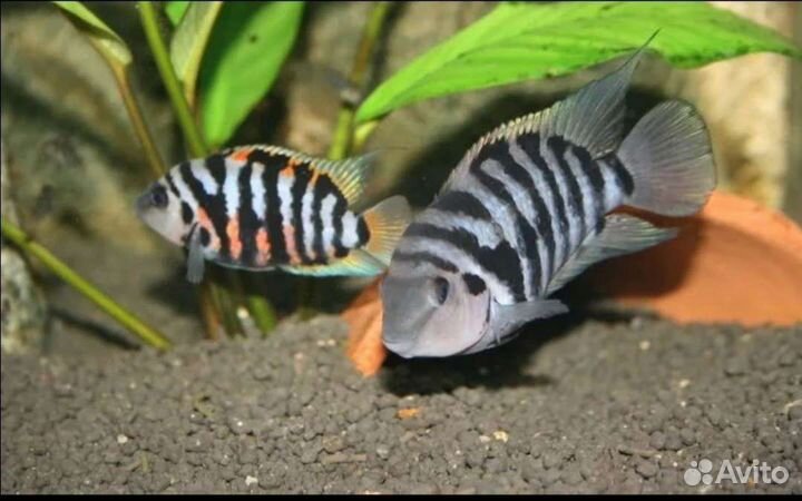 Цихлиды чернополосые
