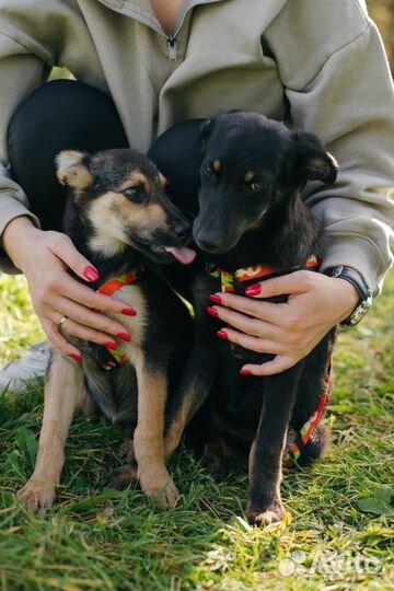 Щенки в дар