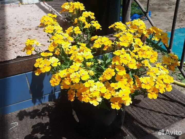 Цветы для сада Немезия вегетативная