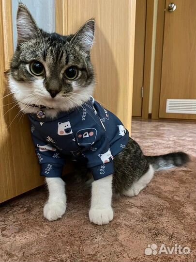 Толстовка для кота/маленькой собачки