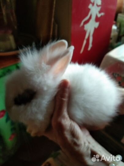 Декоративные кролики мини