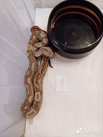 Императорский удав