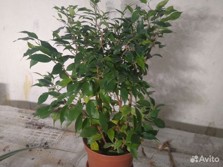 Фикус Бенджамина