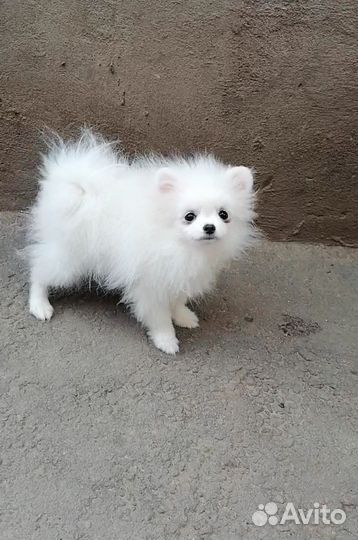 Мальчик Померанчик