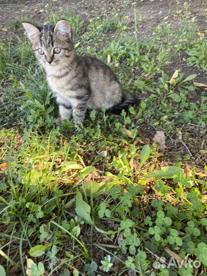 Отдам кошечку