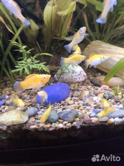 Велифера Оранж