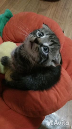 Чудный котёнок-мальчик в дар с гарантией