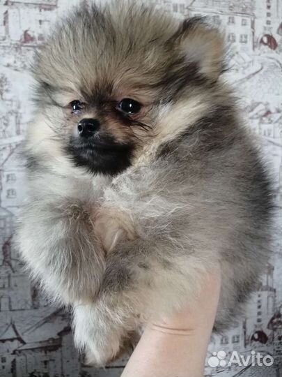 Померанский шпиц мини