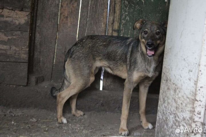 История Чары, которая ждет счастливого завершения