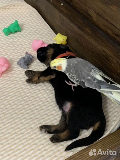 Птенцы кореллы