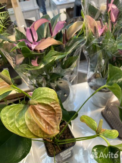 Комнатные и уличные растения