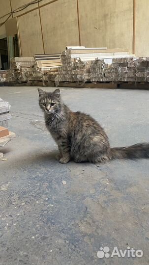 Кошка ищет семью