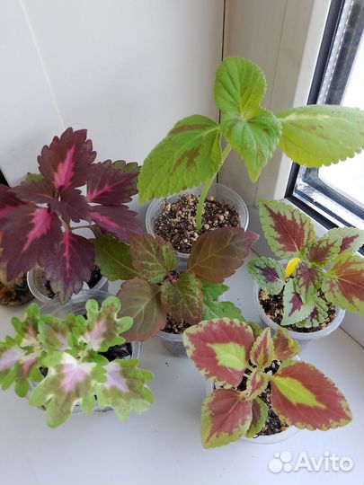 Колеусы вегетативные