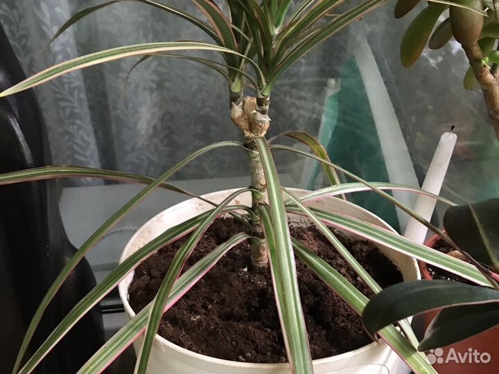 Кордилина, живое дерево