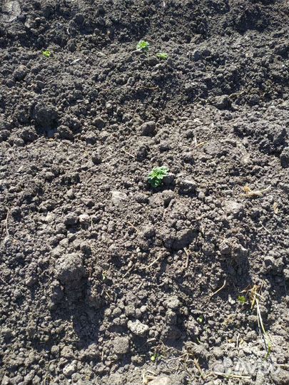 Приму грунт