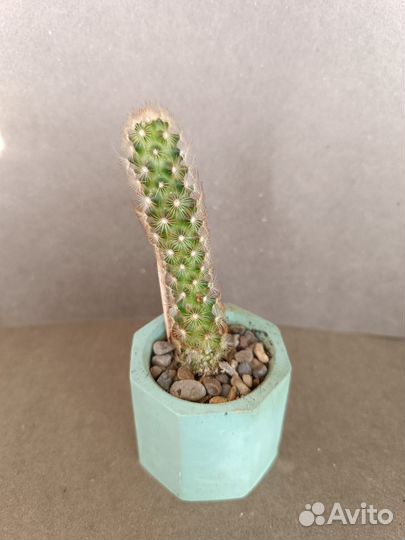 Кактусы и суккуленты