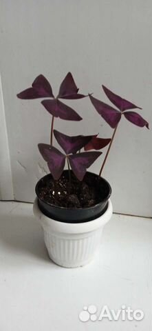 Кислица оксалис