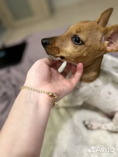 Джек рассел терьер щенок