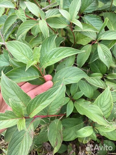 Саженцы кустарника дёрен (лист чисто зеленый)