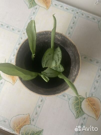 Аглаонема Сильвер