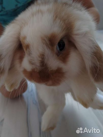 Декоративные кролики в добрые руки