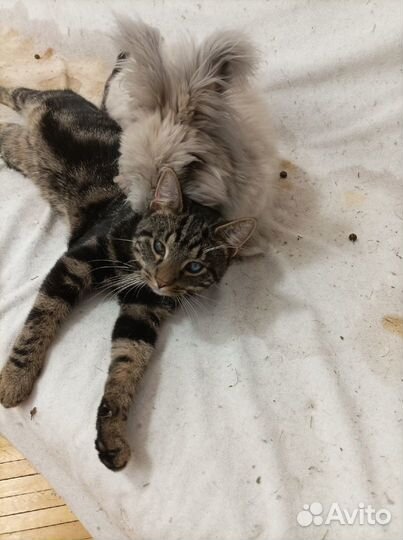 Котёнок - подросток. Оскар. В добрые руки