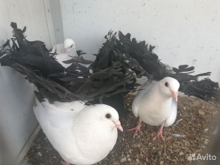 Голуби Павлины