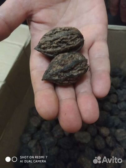 Семена манжурского ореха для поделок и декора