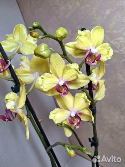 Орхидея фаленопсис бантик 2 цв