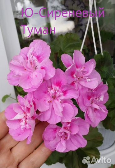 Пеларгонии сортовые