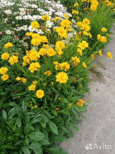 Многолетние растения, гейхера, кореопсис, энотера