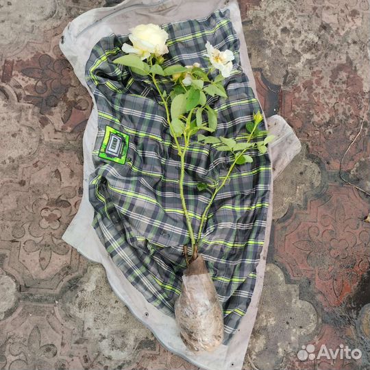 Боярышник,ягоды