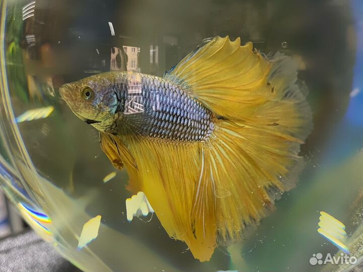 Аквариумные рыбки