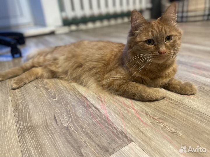 Кот в добрые руки