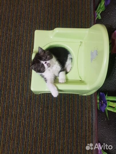 Котёнок - Экзот