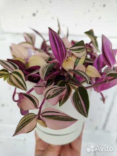 Традесканция роза триколор