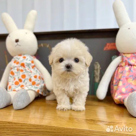 Мальтипу f1 тикап маленький малыш мальчик