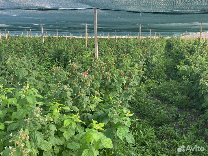 Малина и Ежевика