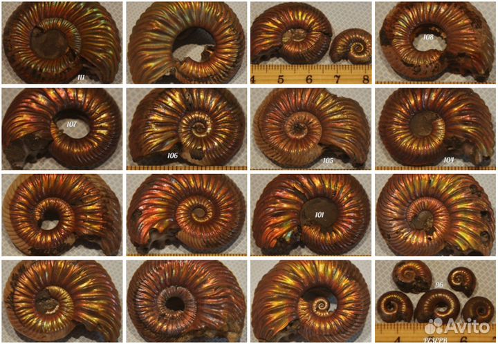 Аммониты и ринхолиты (