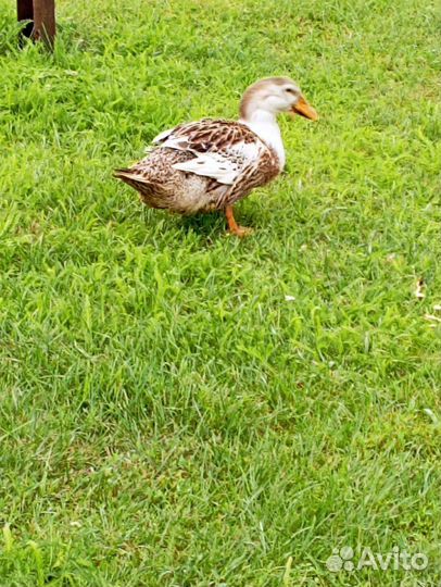 Утка, селезень