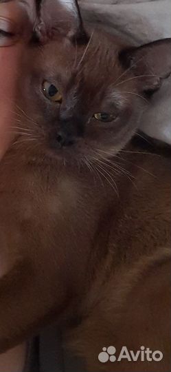 Бурманский котик