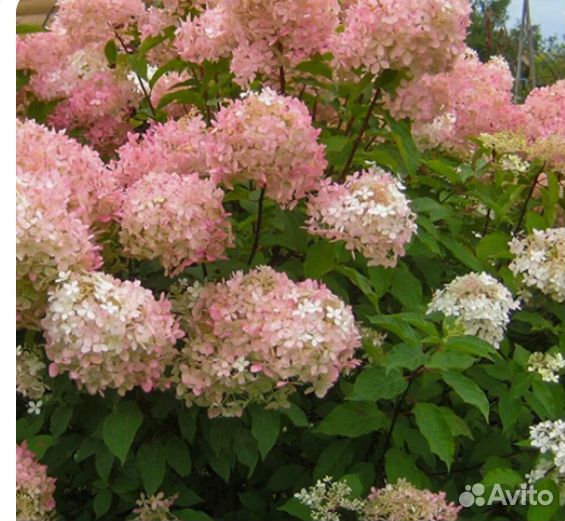 Гортензия метельчатая Фантом